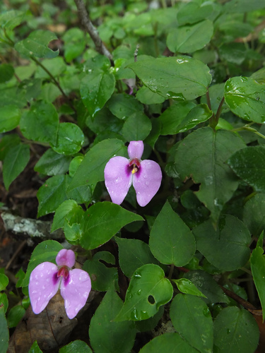 Image of Impatiens cordata by (c) Siddarth Machado, some rights reserved (CC BY)