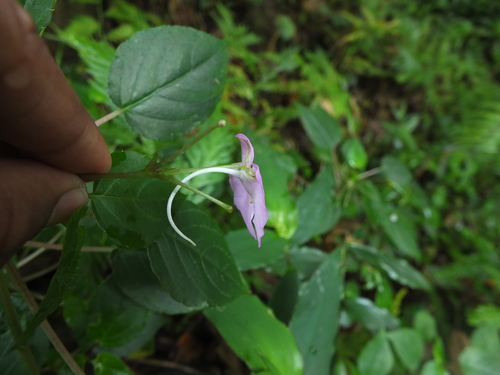 Impatiens cordata, photograph 4