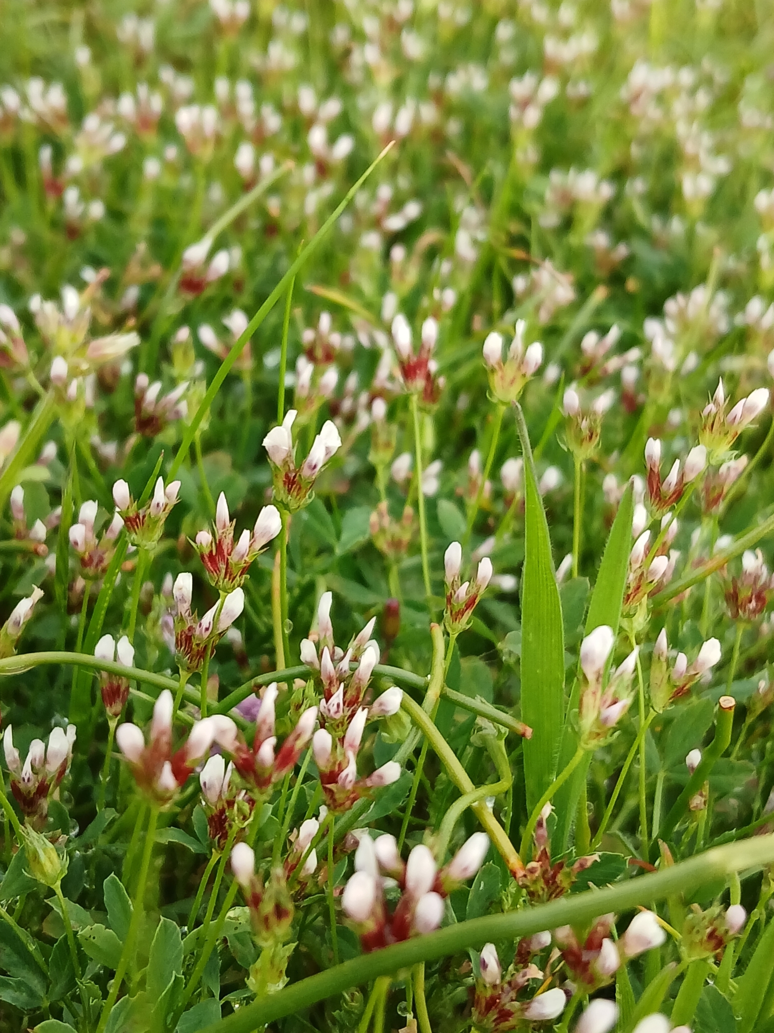 Trifolium oliganthum