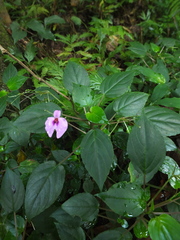 Impatiens cordata