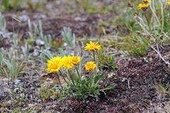 Erigeron aureus