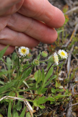 Erigeron nivalis