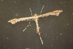 Amblyptilia pica