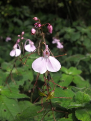 Impatiens maculata