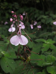 Impatiens maculata