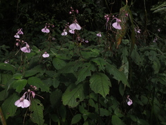 Impatiens maculata