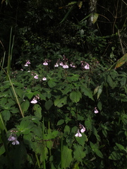 Impatiens maculata