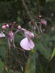 Impatiens maculata