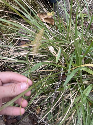 Setaria parviflora observed 2025-03-27