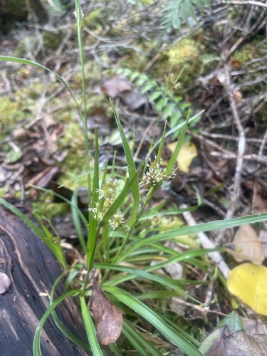 Luzula hawaiiensis observed 2025-03-27