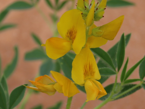 Damara Rattlepod (Crotalaria damarensis)