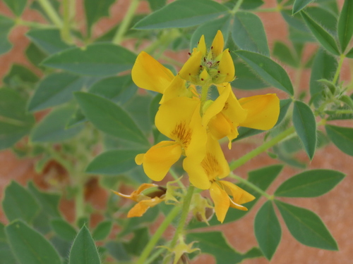 Image of Crotalaria damarensis by no rights reserved