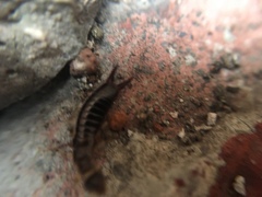 Euborellia annulipes