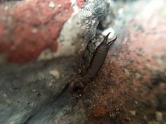 Euborellia annulipes