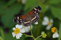 Anthanassa texana seminole