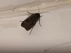 Noctua pronuba
