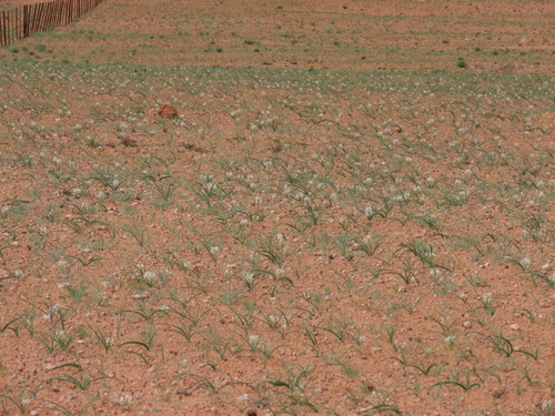 Image of Albuca stapffii by no rights reserved