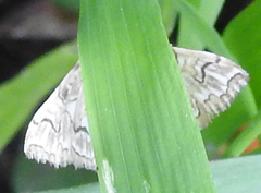 Elophila icciusalis