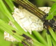 Elophila icciusalis