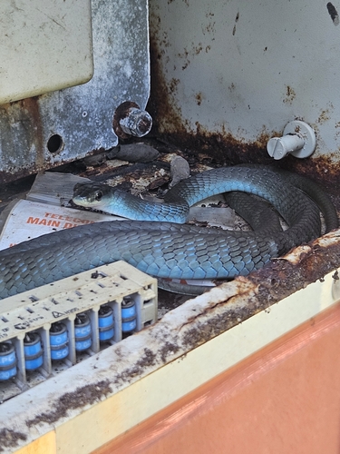 Common Tree Snake sighting