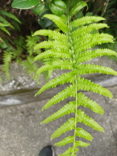 Thelypteris acuminata iNat (2)