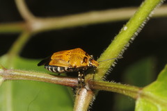 Oplomus dichrous
