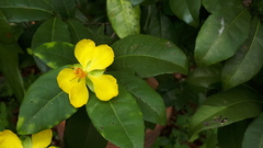 Ochna thomasiana