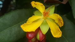 Ochna thomasiana