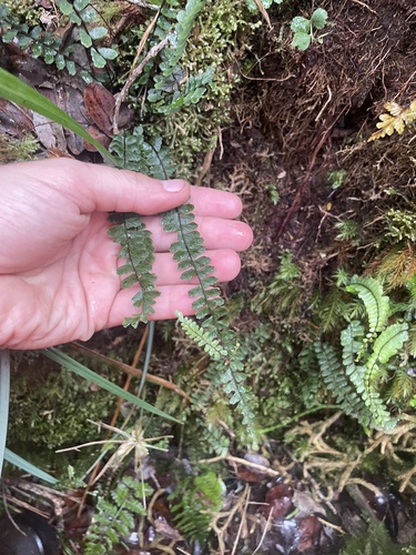 Asplenium hobdyi observed 2025-03-26