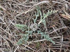 Vesper macrorhizus, photograph Matt Berger, CC BY, iNaturalist via GBIF