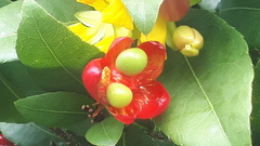 Ochna thomasiana