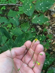 Hieracium paniculatum