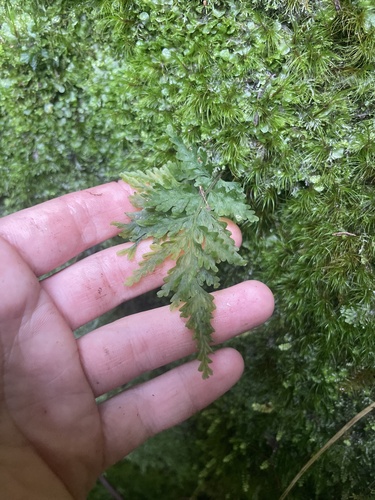 Vandenboschia cyrtotheca observed 2025-03-26