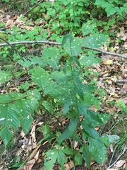 Hieracium paniculatum