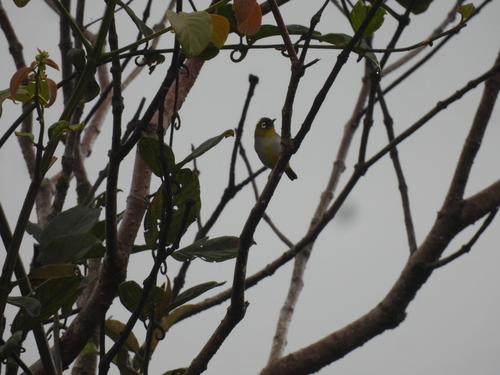 Black-capped White-eye (Zosterops atricapilla), photo 6