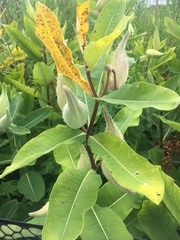 Asclepias syriaca