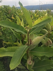 Asclepias syriaca