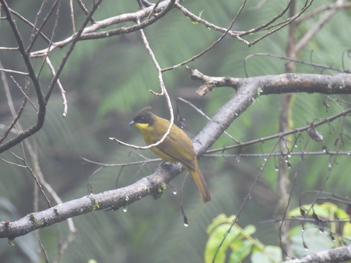 Bornean Bulbul (Rubigula montis), photo 10