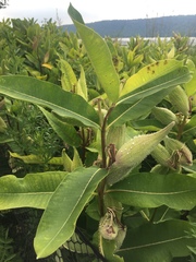 Asclepias syriaca