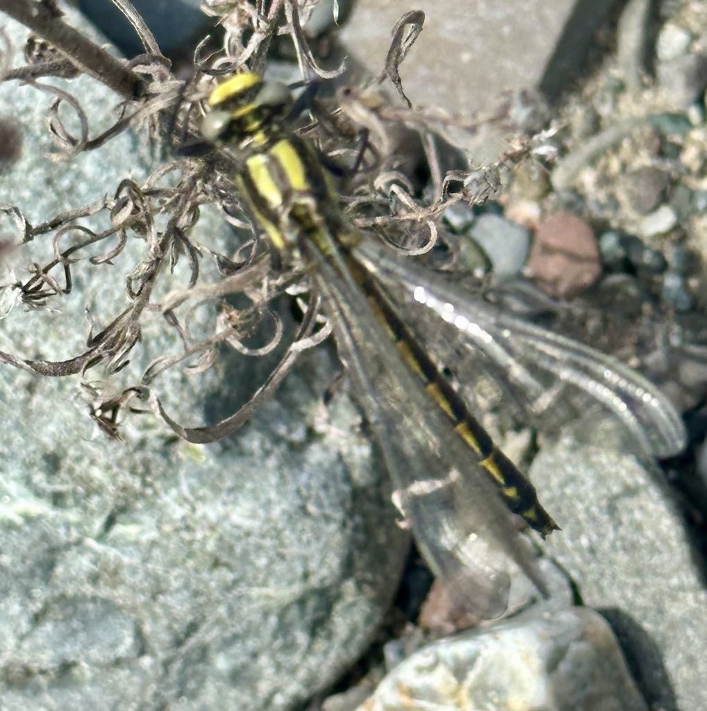 Pacific Clubtail