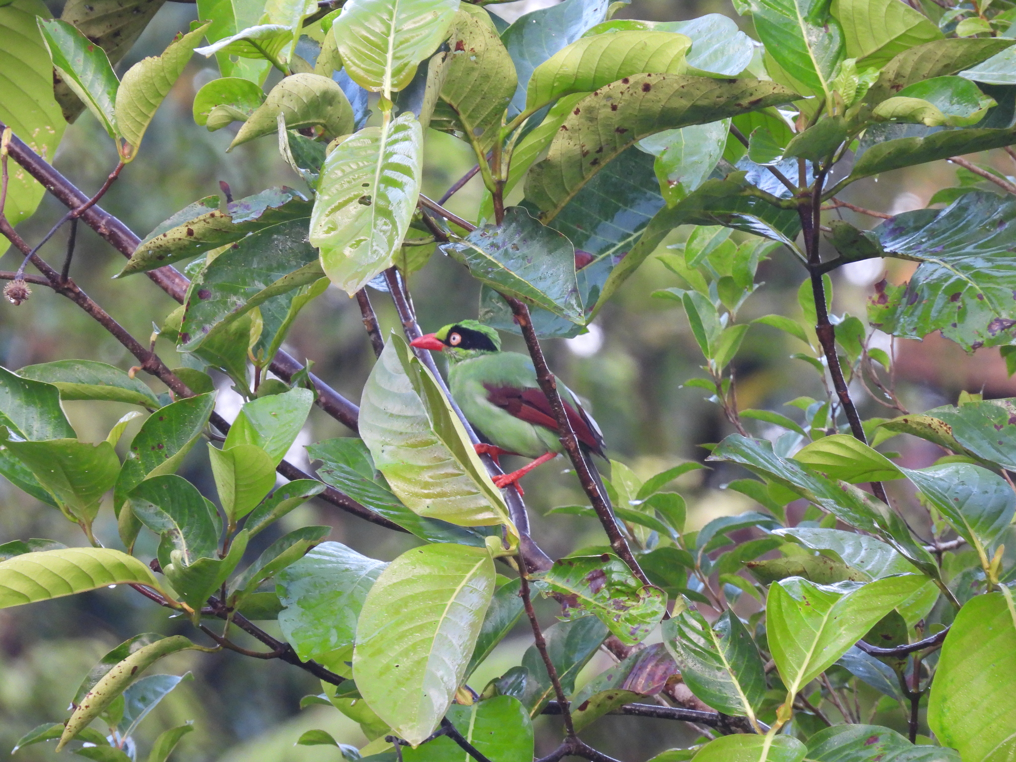 Bornean Green Magpie (Cissa jefferyi), photo 2
