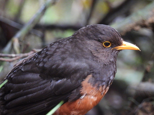 Sunda Island Thrush (Turdus javanicus), photo 7
