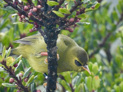 Mountain Blackeye (Zosterops emiliae), photo 10
