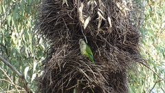 Myiopsitta monachus