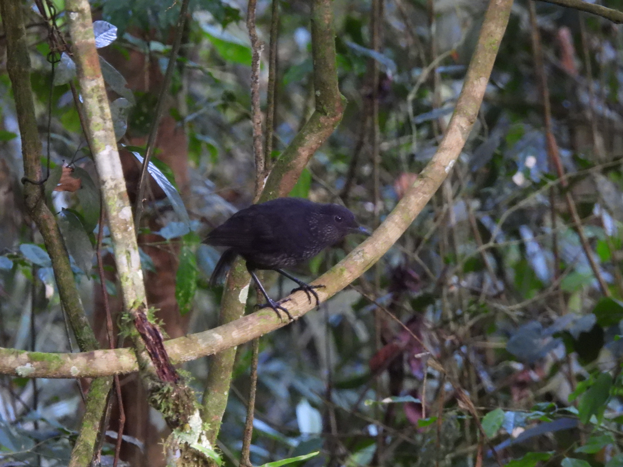 Bornean Whistling Thrush (Myophonus borneensis), photo 10
