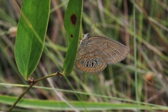 Neonympha areolatus