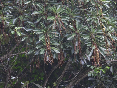Terminalia subspathulata, photograph 6