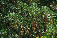 (c) Adam Kamal, some rights reserved (CC BY) Terminalia subspathulata, photograph (c) Adam Kamal, some rights reserved (CC BY)