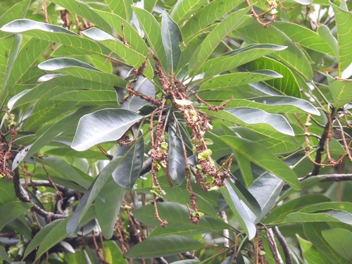 Terminalia subspathulata, photograph 3