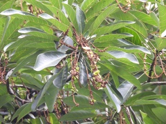 (c) Adam Kamal, some rights reserved (CC BY) Terminalia subspathulata, photograph (c) Adam Kamal, some rights reserved (CC BY)